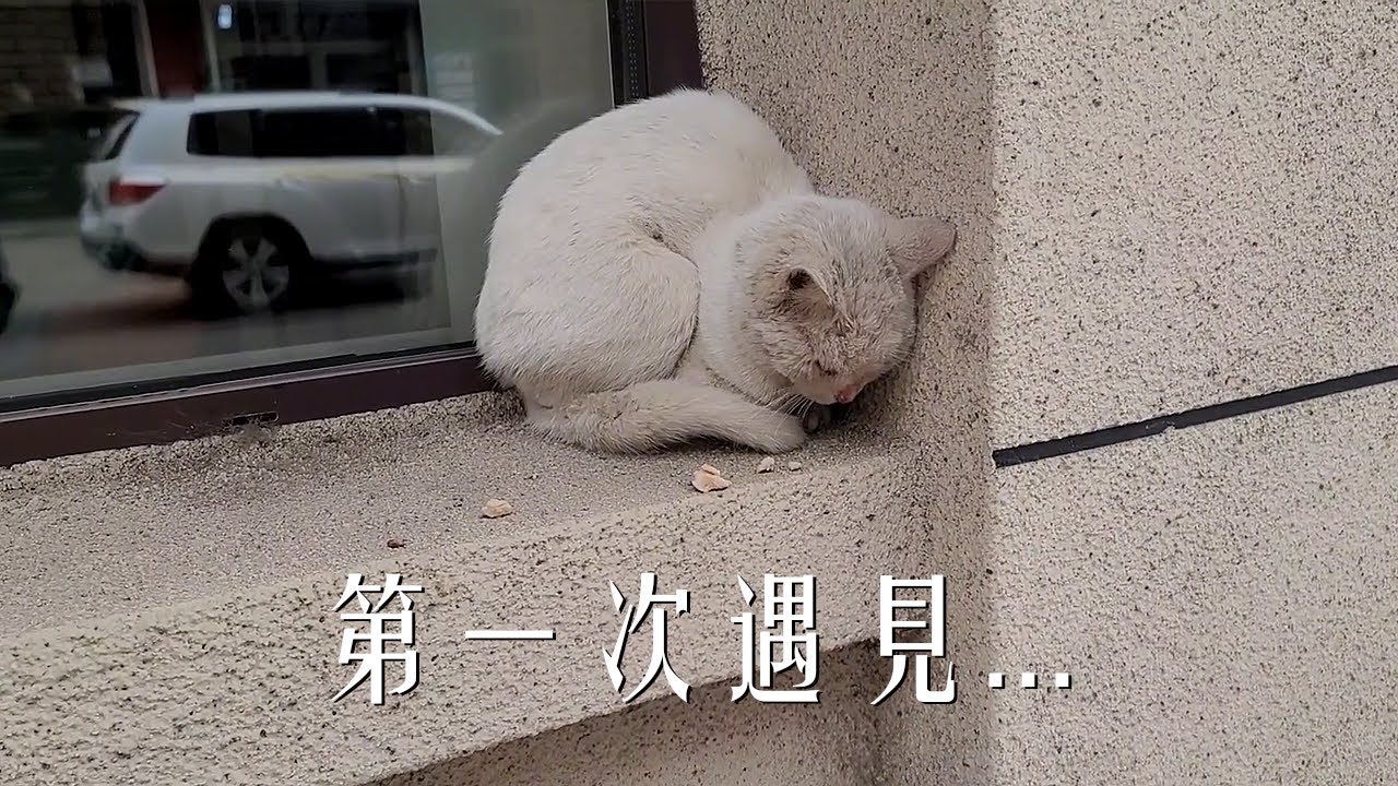 小流浪貓趴在窗角整整一下午，弱小可憐又無助...