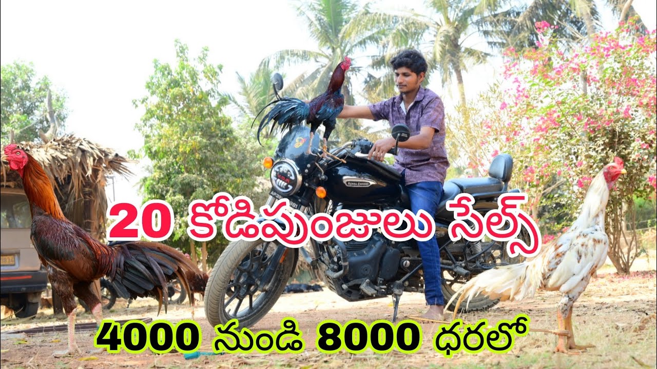 9100371557 వాట్సాప్ చాట్ కోడి పుంజులు సేల్స్ 12/2/2026