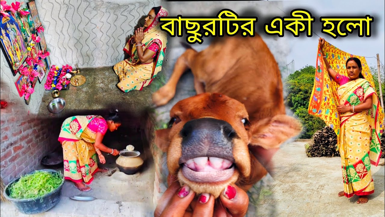 🛖সংসারের সমস্ত কাজ করে বিকেলের শেষে  🥹বাছুর টিকে দেখলে মায়ায় পড়ে যায়#viral #vlog 
