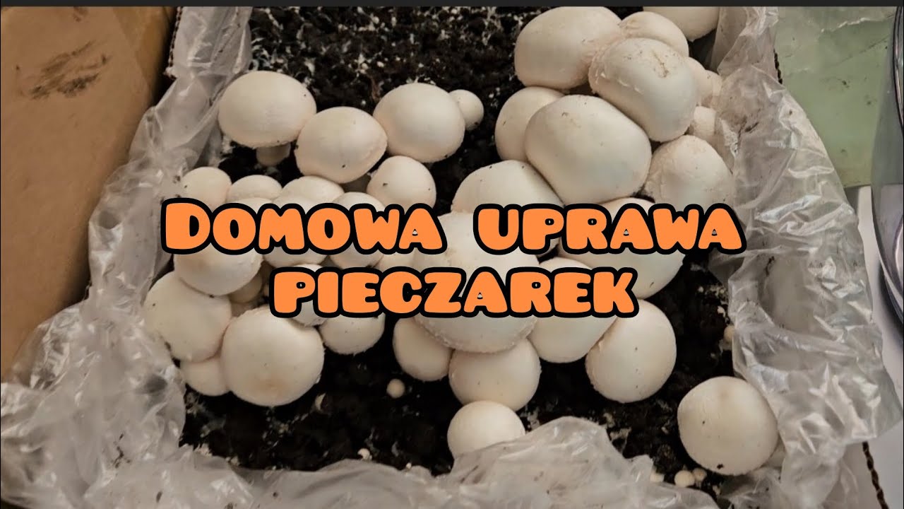 Domowa uprawa pieczarek