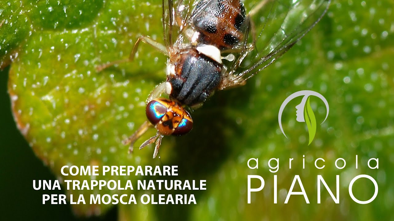 Come fare una trappola naturale per la mosca olearia - Raffaele Piano