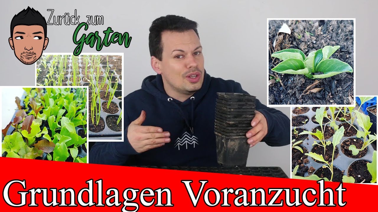 Alles über die Voranzucht von Gemüse - Jungpflanzen richtig vorziehen