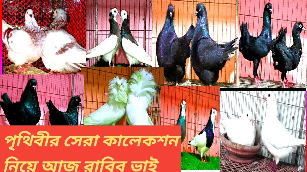 👍রাব্বি ভাইয়ের খামার থেকে উন্নত জাতের কবুতর কিনুন লাহোর শকিং বিউটি মুন্ডি মাল্টেজ ইত্যাদি 