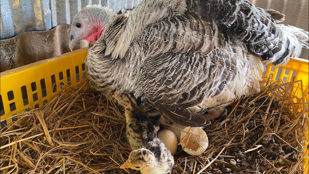 My Turkey Home Hatching New Eggs after 26Day _ Cute Baby Turkey Born