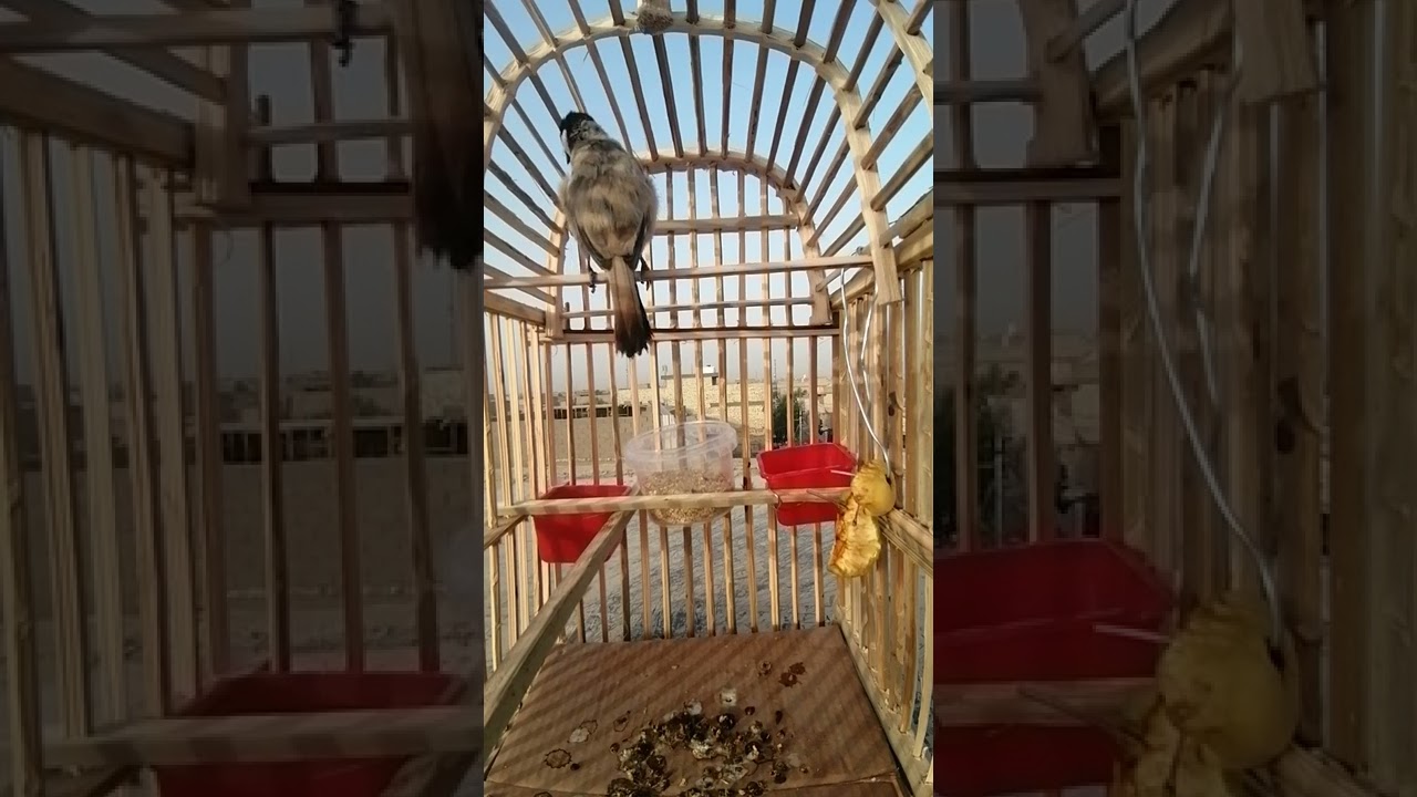 ندهات أثنى بلبل وحشي لفتح البلابل الوحشية مجرب