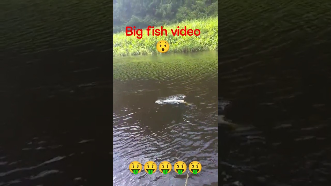 nadi me pakda ek bara machli|fishing |fish video|fish #shorts