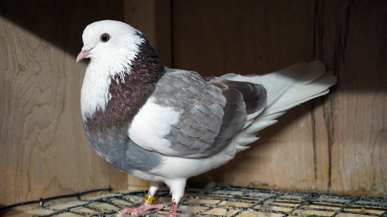 Starting 2020 with more pigeon eggs!