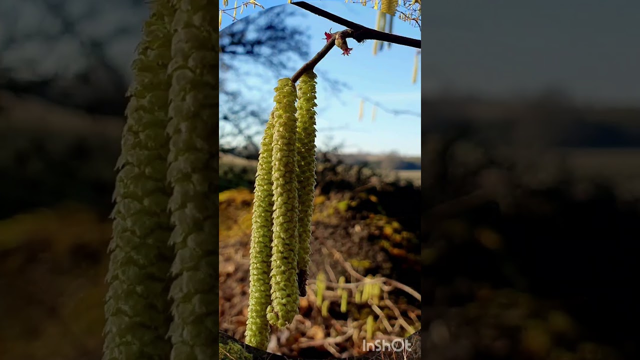 Hazel Catkins