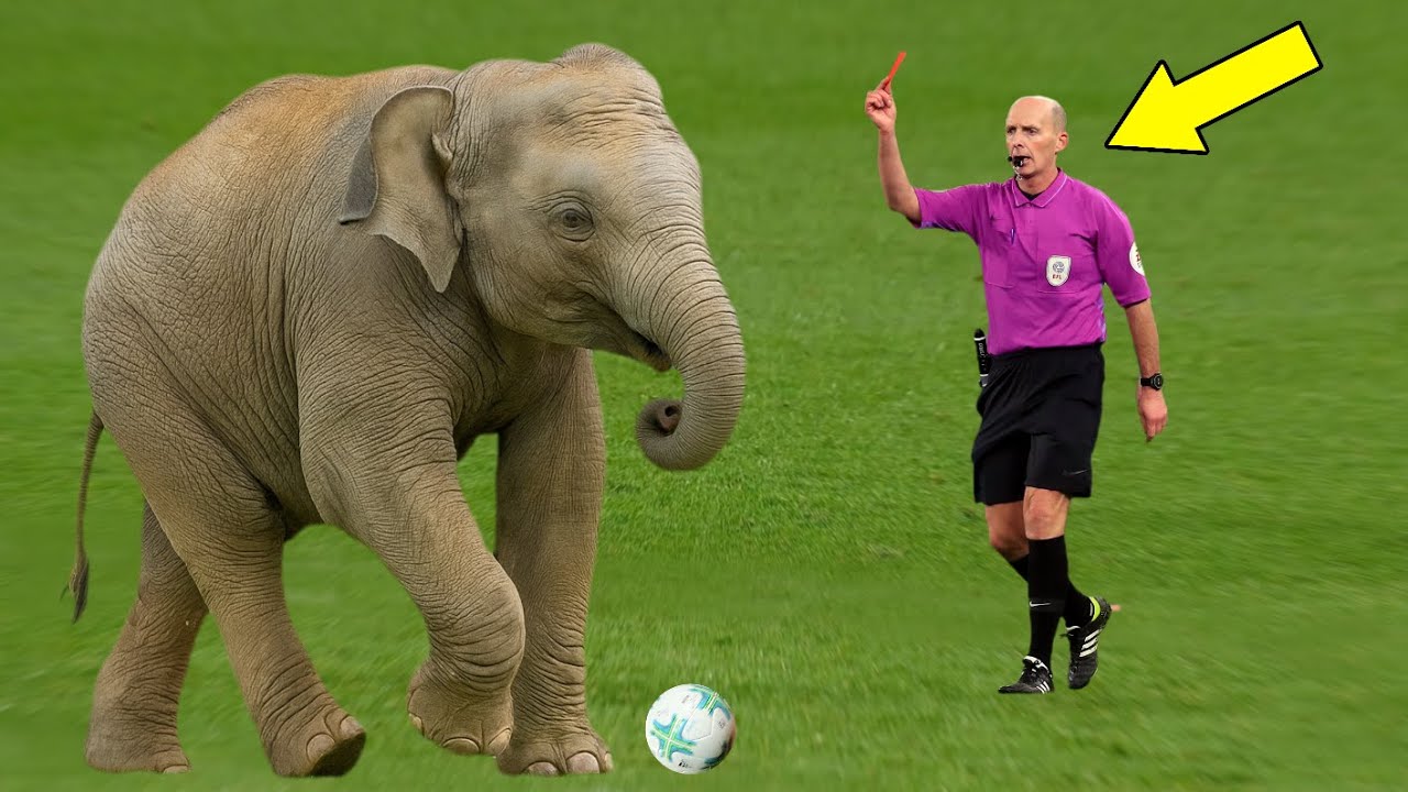 Животные на футбольном поле 😂⚽