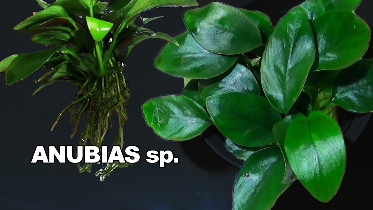 ANUBIAS sp. - Scheda Completa