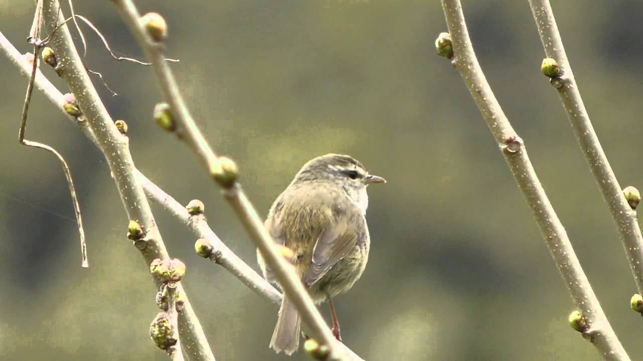 ウグイス よく鳴く
