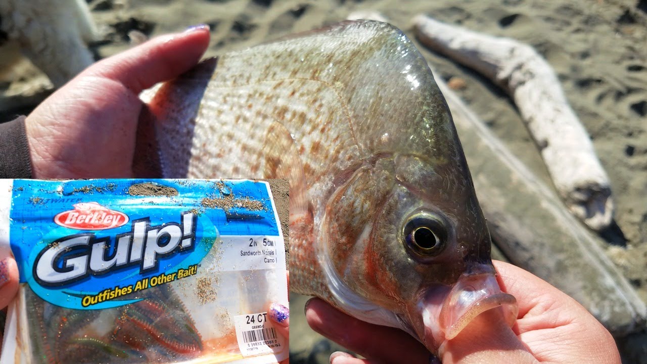 The BEST Artificial Lure to Catch a BUNCH of Surf Perch