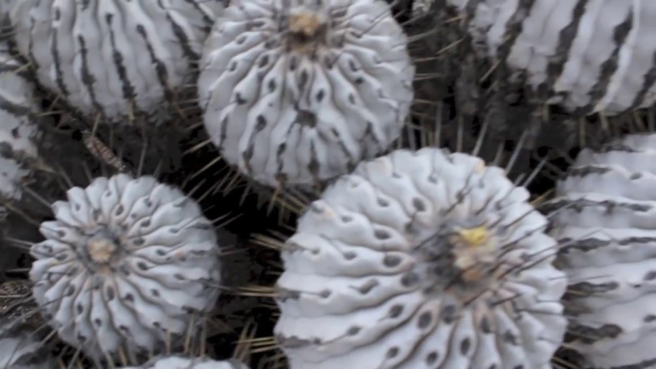 Cacti in Chile 2015   Кактусы в Чили Konstantin UA DP.