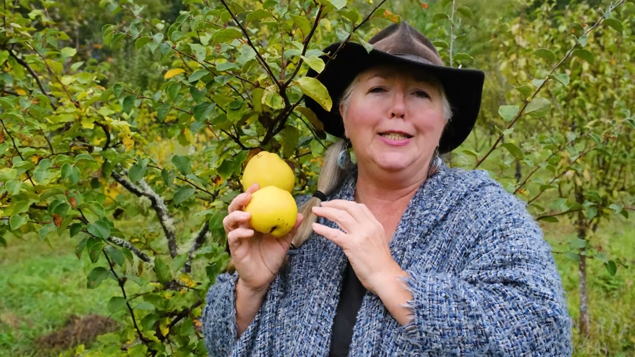 Raintree Nursery Fruit Feature: Pineapple Quince