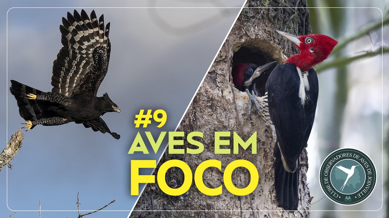Aves em foco