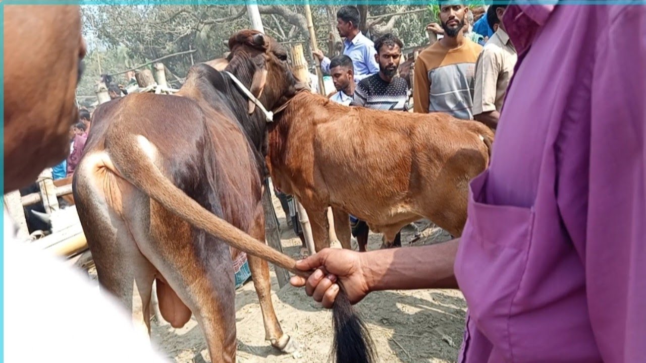 হাটের সেরা সেরা শাহীওয়াল জাতের ষাঁড় বাছুর গরুর দাম জানুন😱 আরিচা গরু হাট#গরু 