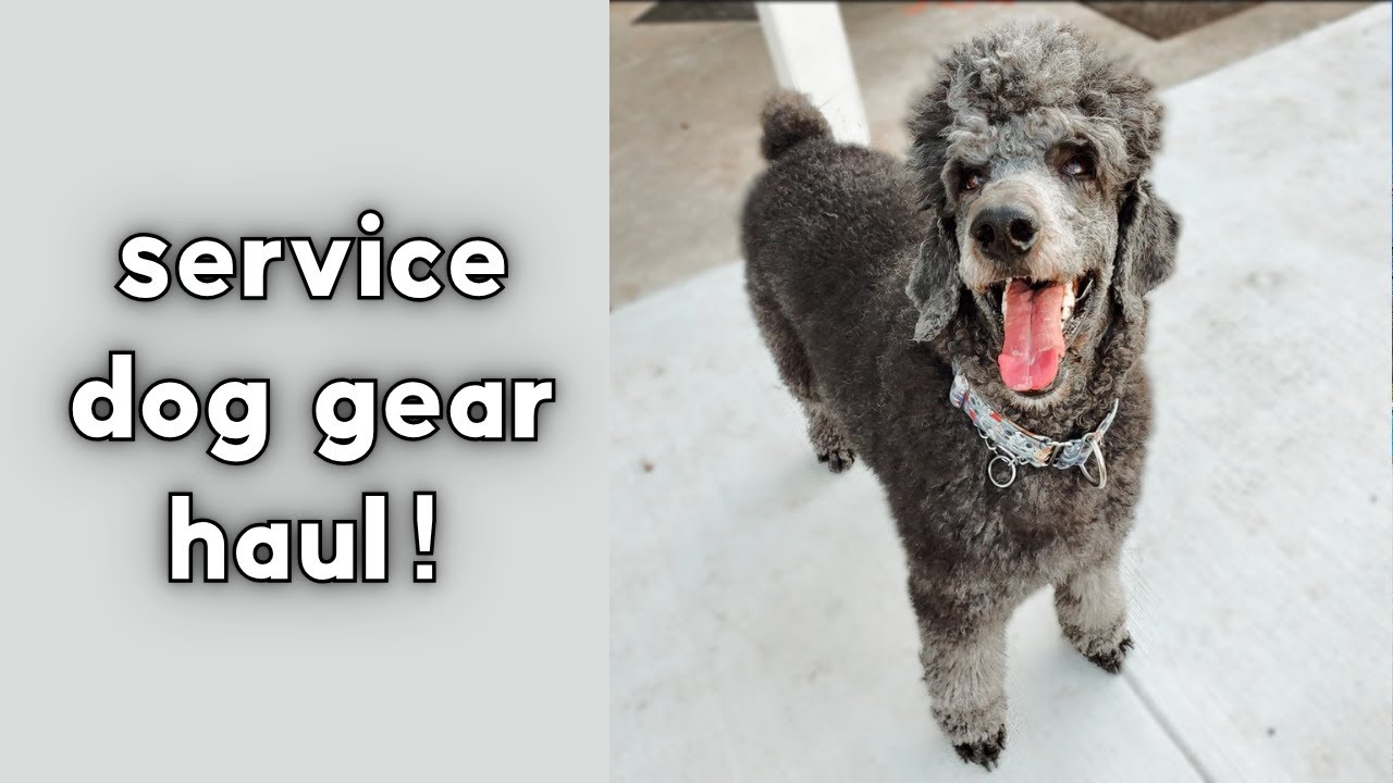 My Complete Service Dog Gear Collection | 2021 Edition 🐾