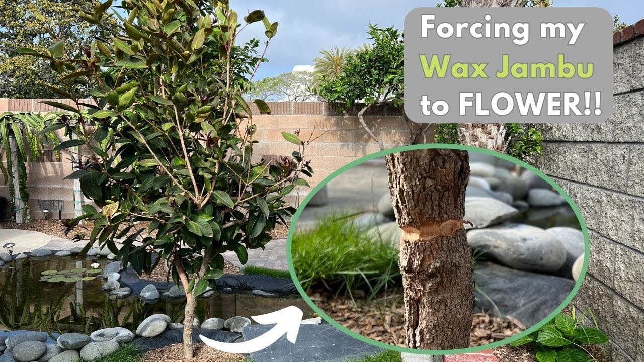Encouraging my Wax Jambu or Wax Apple to flower
