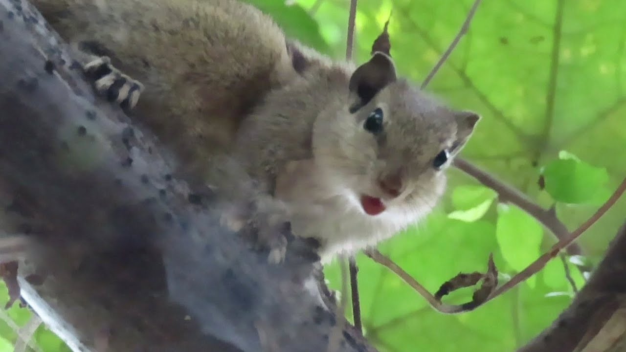 Calls of an Indian Palm Squirrel