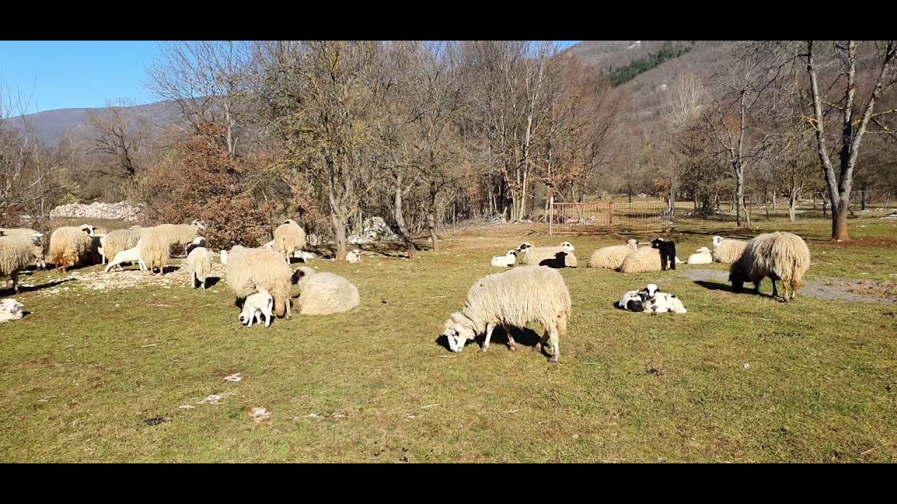 Biti će ličkih janjaca