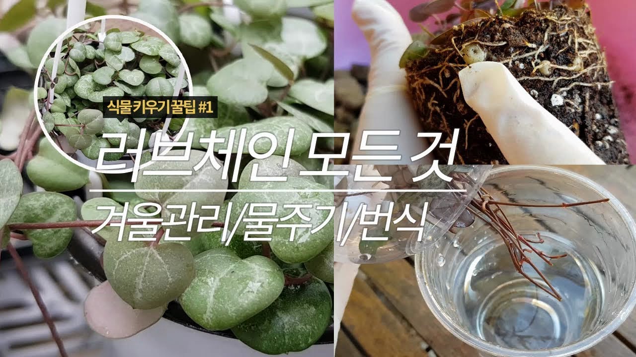 러브체인 키우기 모든것 | #삽목 방법| 물주기| 이것만 알면 나도 원예 고수!