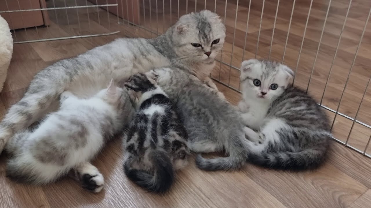 Мама кошка зовет и кормит своих уже подросших котят а потом уходит отдыхать