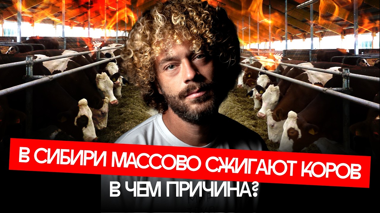 Забой скота начался в Сибири — фермеры бунтуют, цены растут | Животные, чиновники и «Мираторг»
