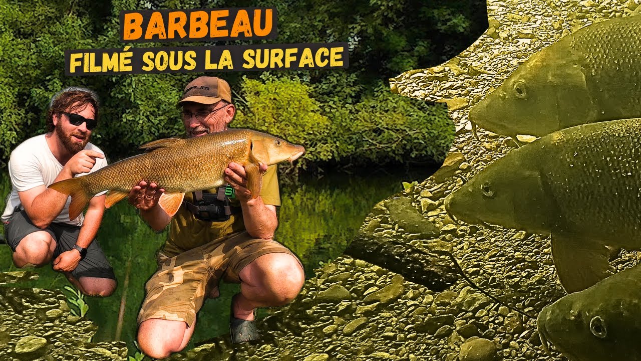 Ce spot mosan filmé SOUS l'eau est blindé de barbeaux ! | barbelover and friends