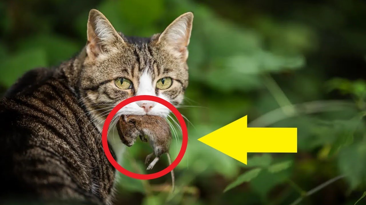 Katzen darf man nicht rauslassen, weil sie M&auml;use t&ouml;ten! MEGA DEBATTE - Katzen vegan ern&auml;hren