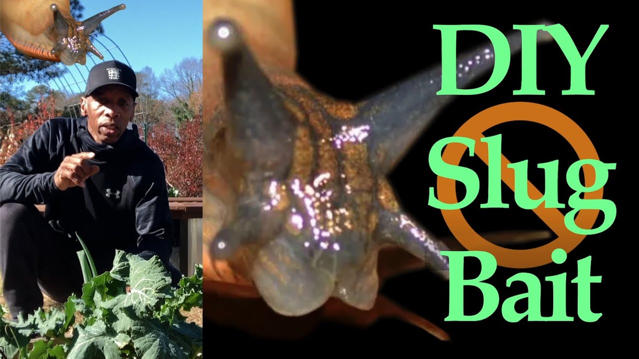 Slugs & Snails Eating Your Plants?! (Easy DIY Trap!) 🐌🚫