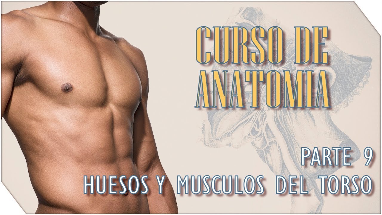 Curso de Anatomía #9 | Torso Frontal y trasero - Huesos y Músculos | Sergio Hualde
