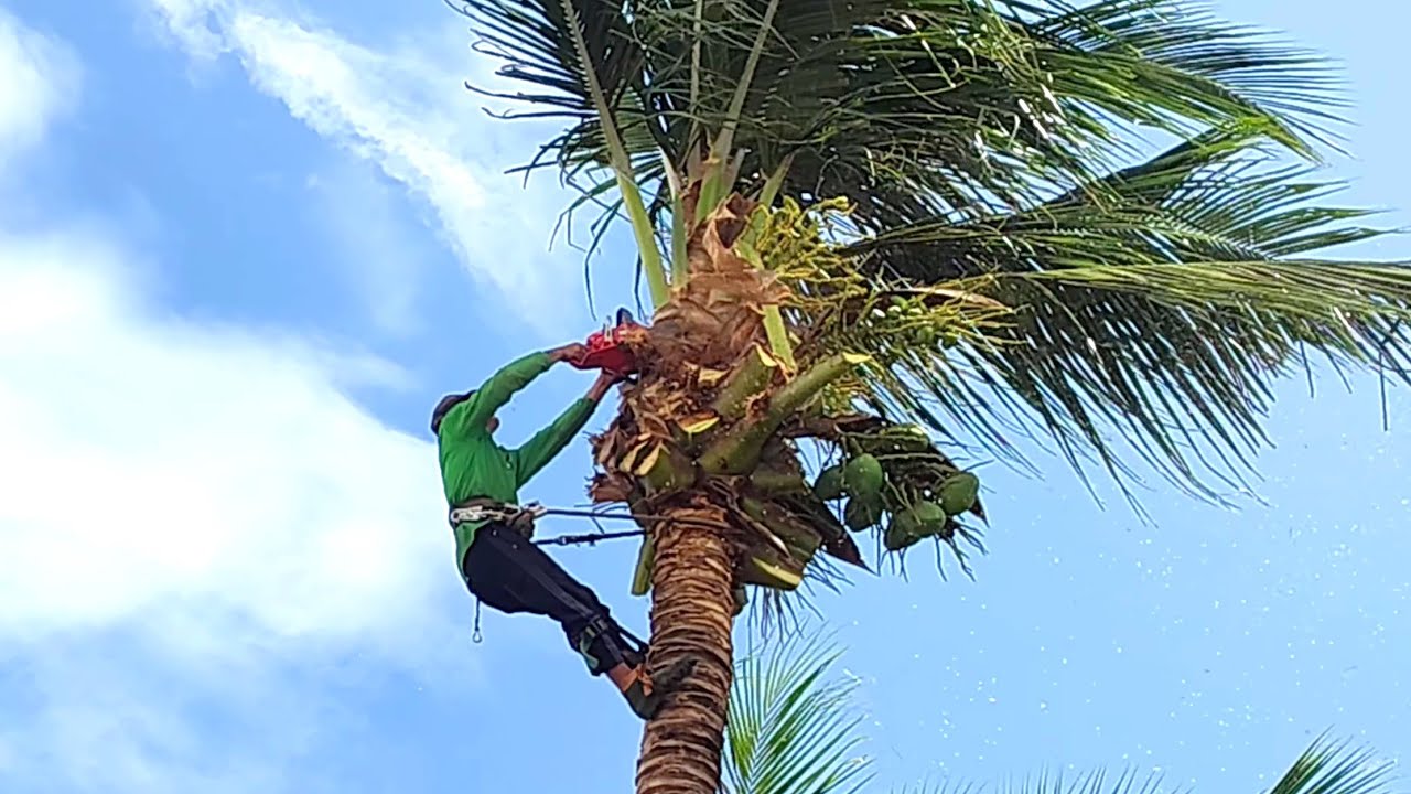 Cưa cây Dừa Siêu Cao gần nhà bất ngờ gặp cơn gió lớn.