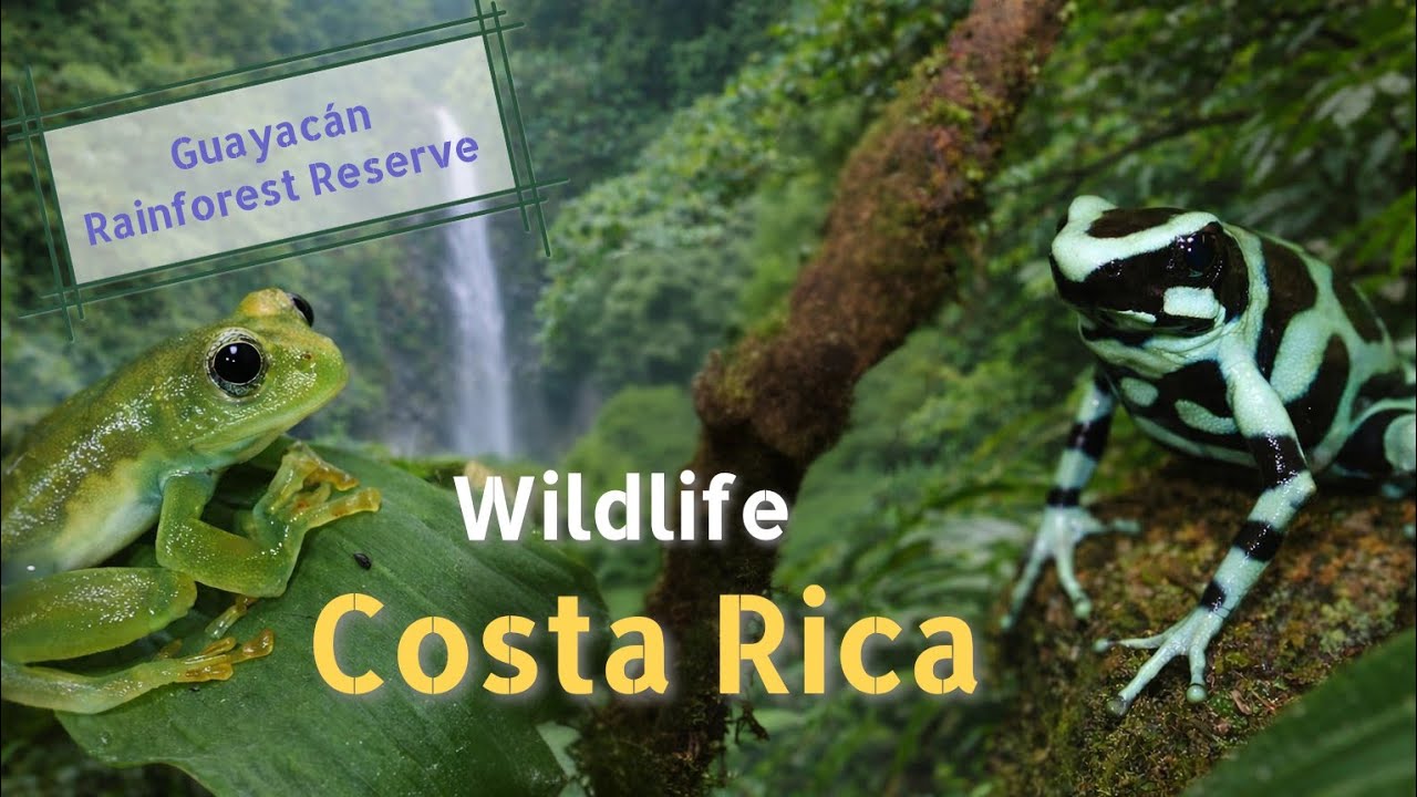 Nocturnal Adventure: Herping in the Guayacán Rainforest Reserve
