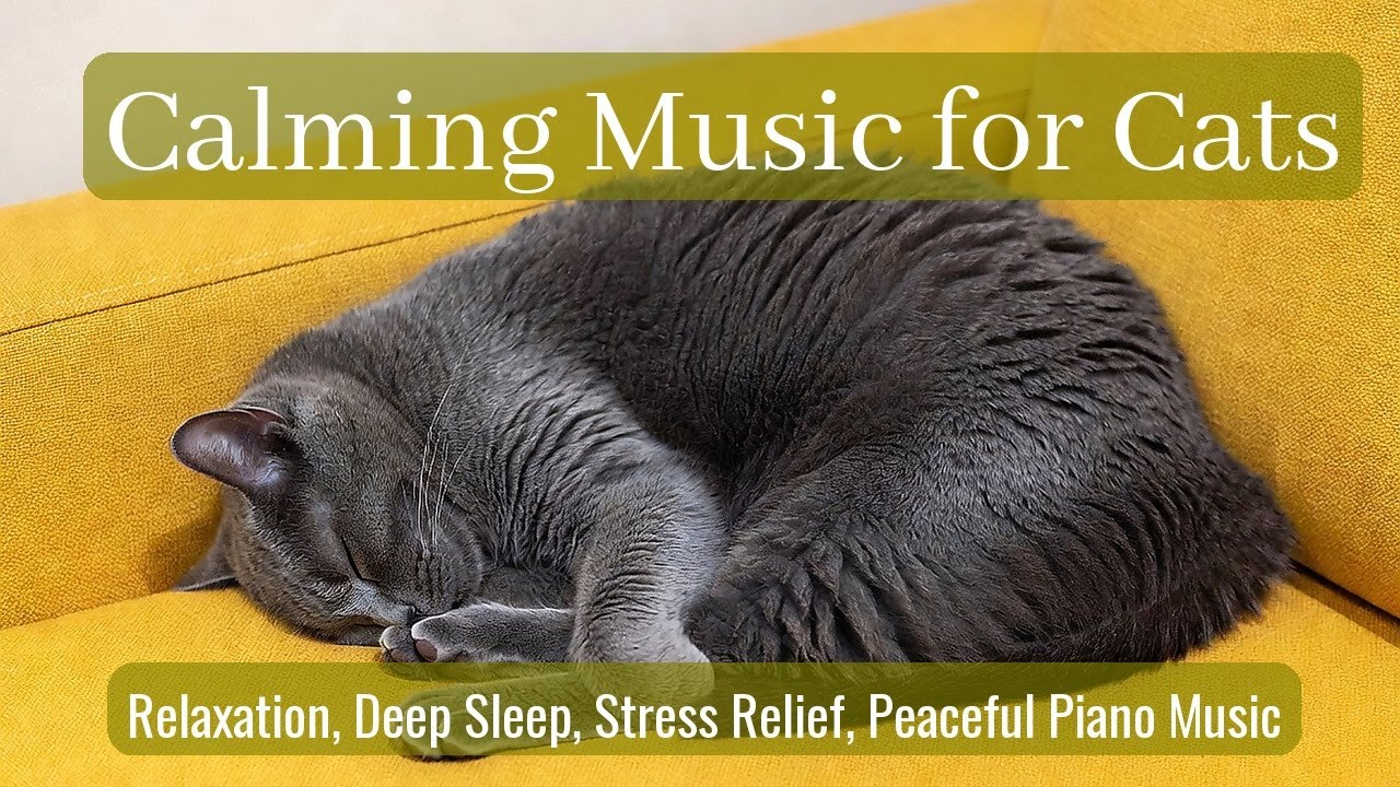 LIVE Relaxing Cat Sleep Stream for Bedtime 🌙 | Season 31