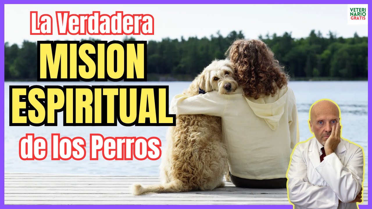 💖 LA VERDADERA MISION ESPIRITUAL DE LOS PERROS Y SU SIGNIFICADO EN NUESTRA VIDA💖