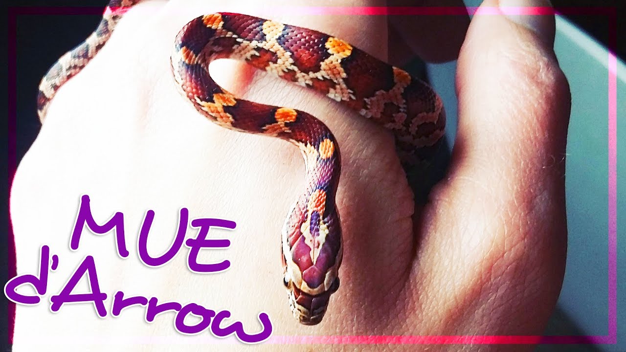 Arrow mue ! Des nouvelles de ma Pantherophis guttatus !