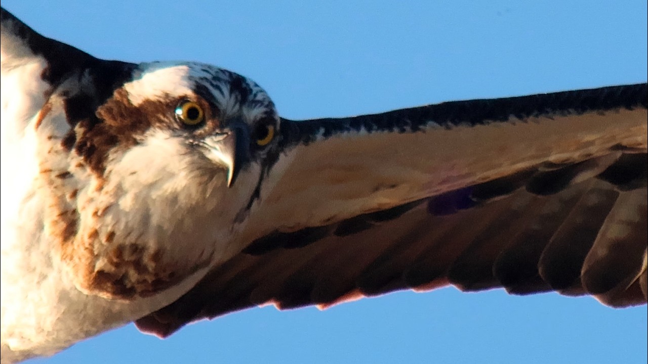 （野鳥撮影）最近河口ではミサゴ→カワセミ狙いに