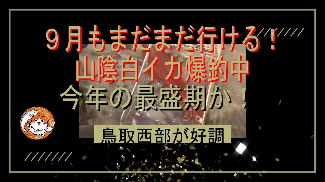 9月になっても山陰白イカ爆釣中！大型狙い今最盛期