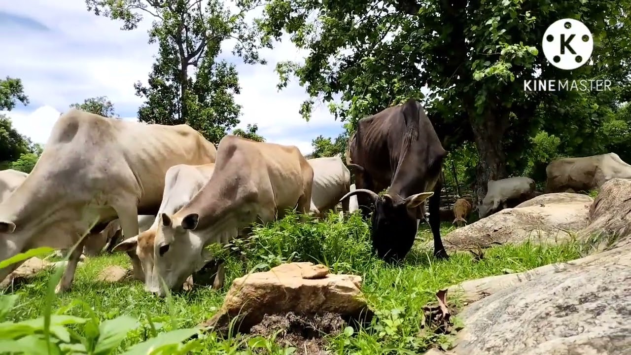 cow & goats eating their food 🥑🥝//Santali ADIVASI Life //