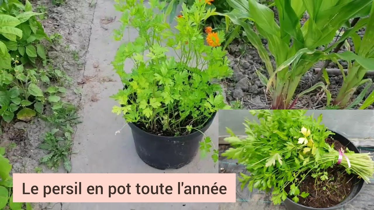Faire pousser le persil en pot toute l'année