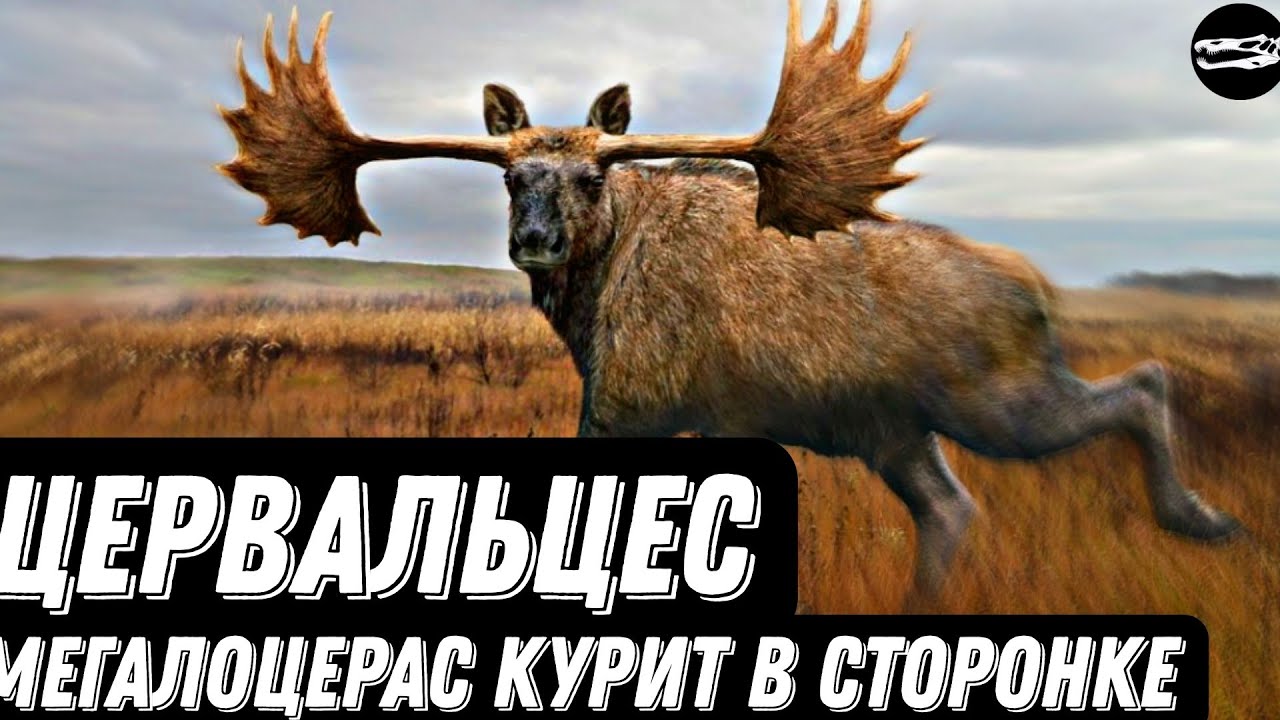 ЦЕРВАЛЬЦЕС ЛАТИФРОНС | Самый огромный олень из когда-либо живших на Земле