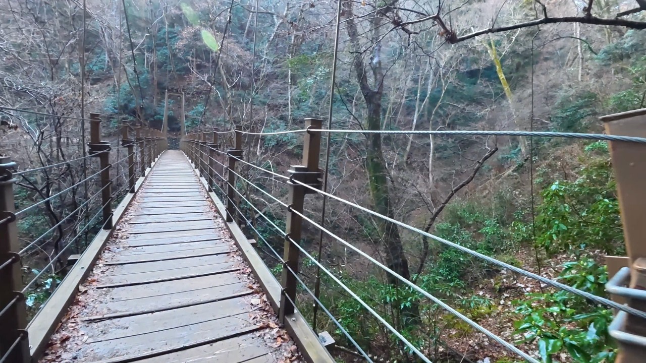 Peaceful Morning Walk in Mount Takao Forest | Suspension Bridge & Bird Sounds (Tokyo Japan)高尾山の朝の森散歩