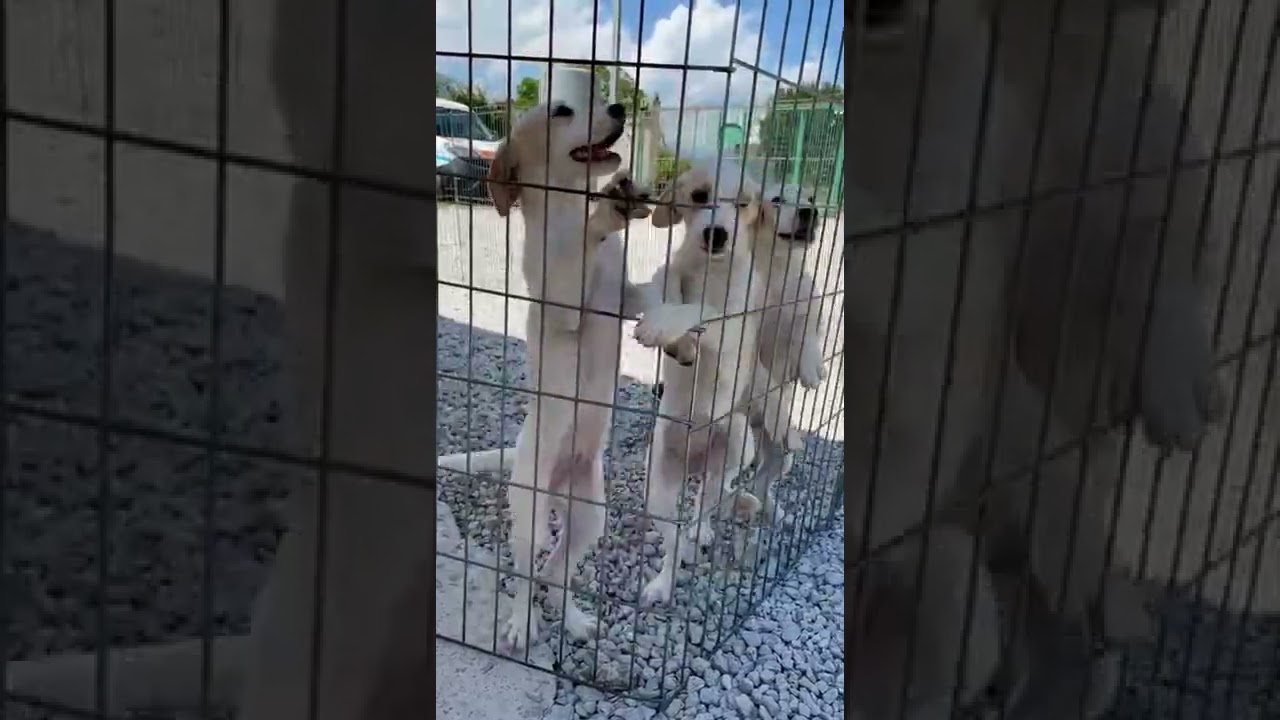 Cuccioli Cani Taglia Media maschi in regalo