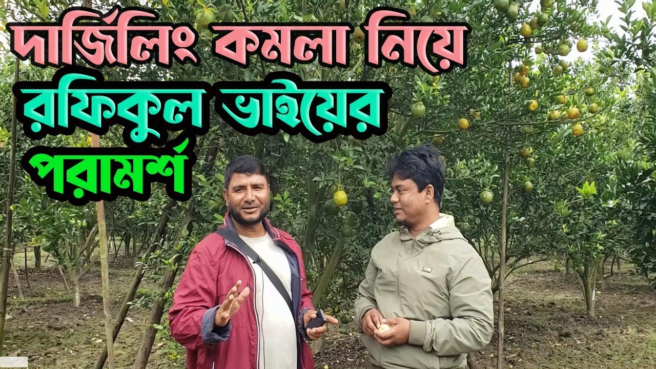 দার্জিলিং কমলা চাষ নিয়ে রফিকুল ইসলামের পরামর্শ।
