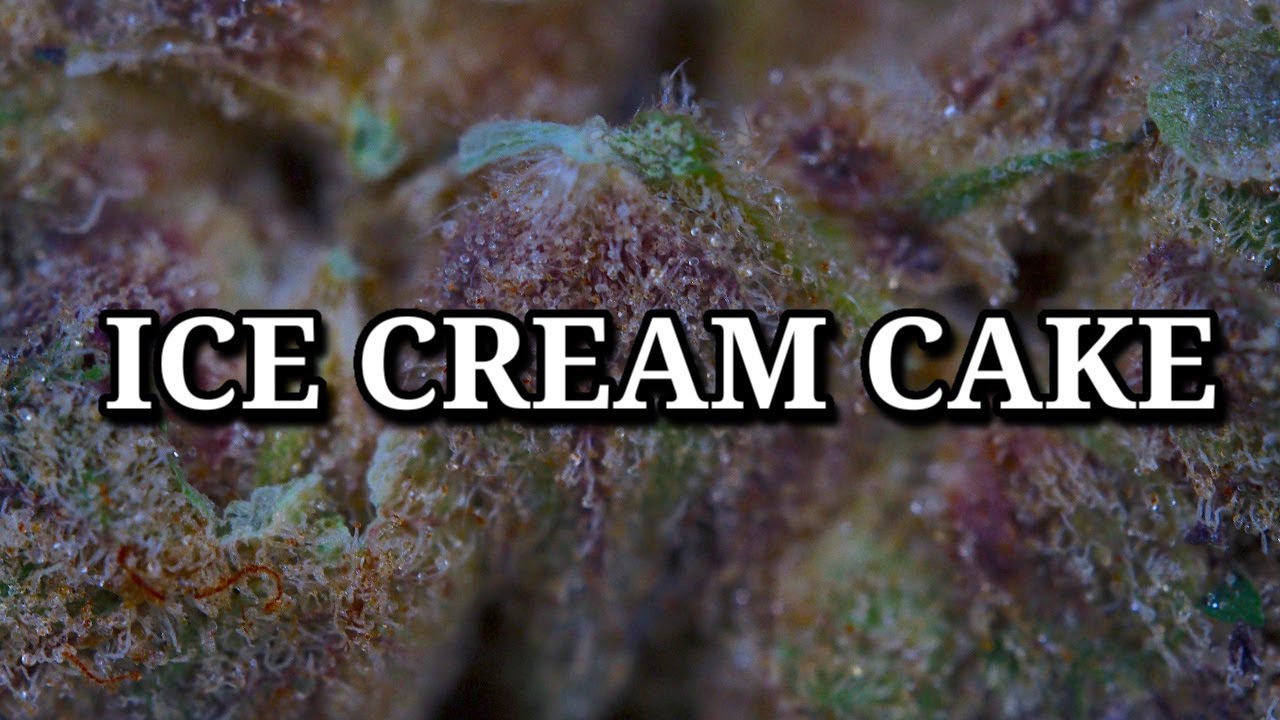 ICE CREAM CAKE OFFICIAL STRAIN REVIEW