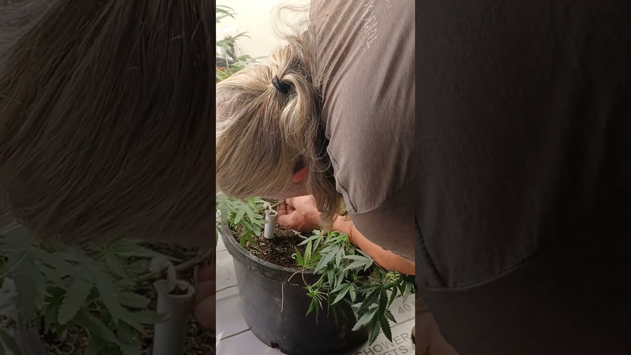 air layering a cannabis plant to make a clone.  #grow #growerscommunity #genx #airlayering