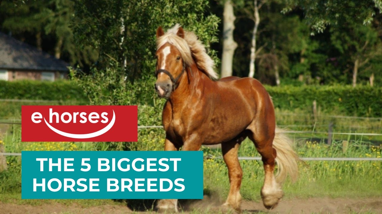 Top 5 Biggest Horse Breeds