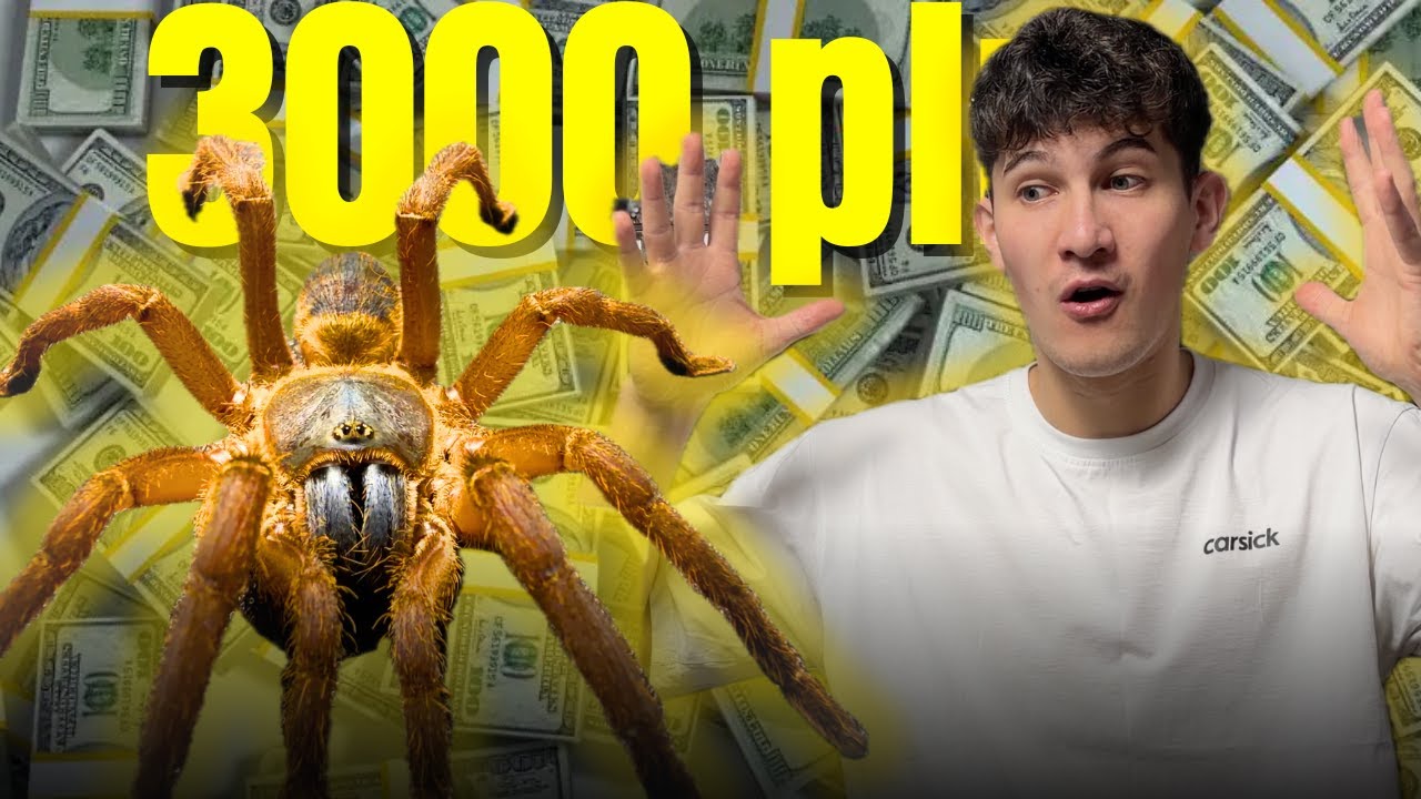 NAJDROŻSZY PAJĄK! 🤯 Przeprowadzka ptaszników!