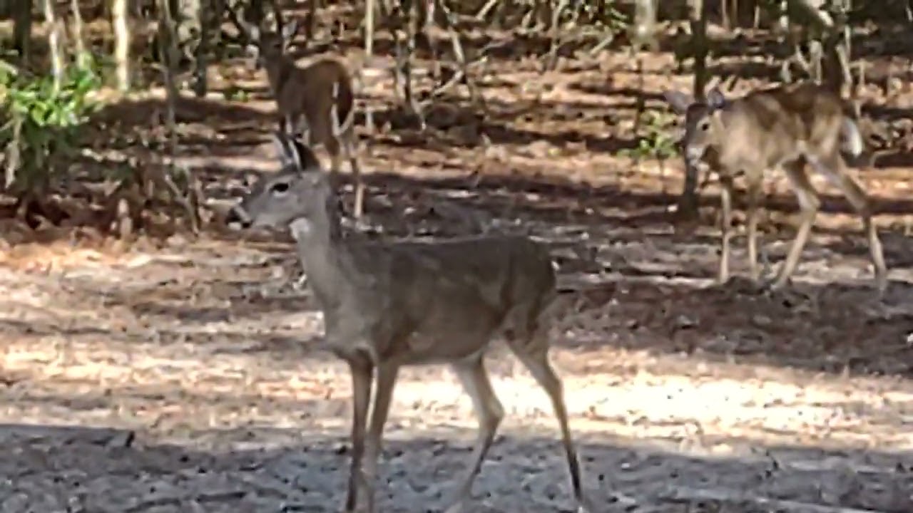 FL Deer Feb 16,25 looking for corn treats 
