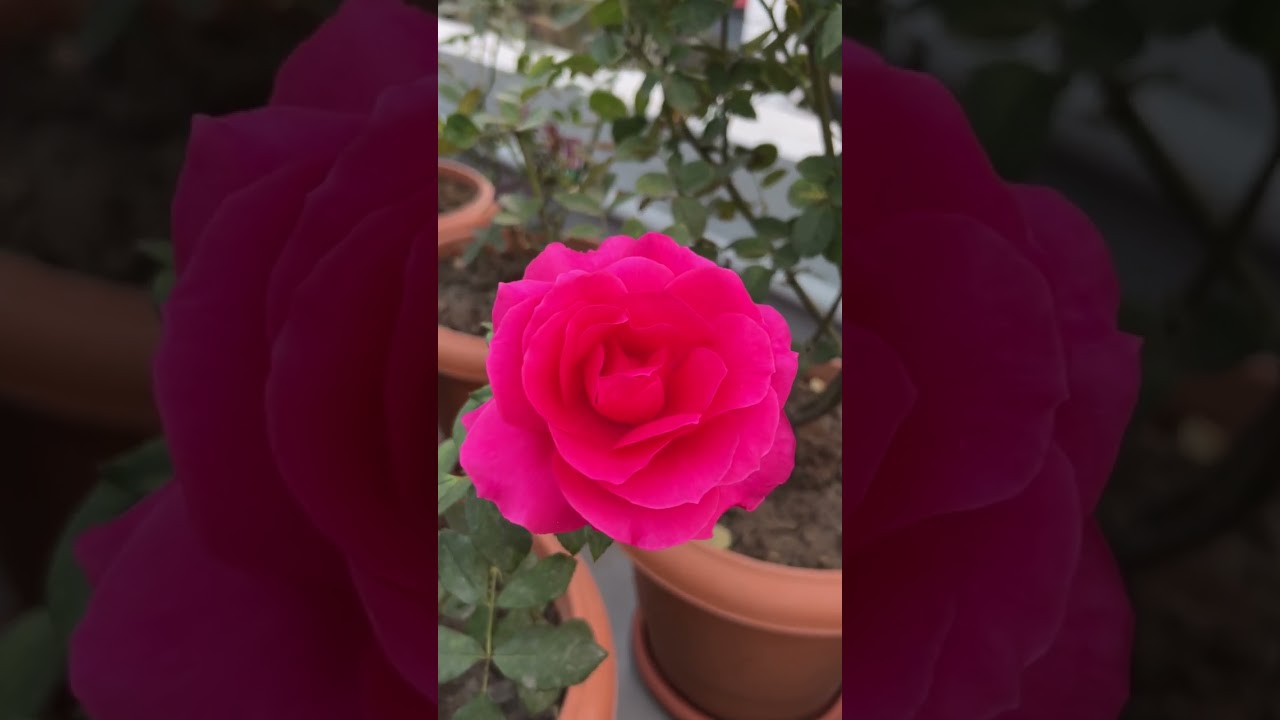 Real rose garden  #hrvlogs05 #viralvideo #viral a #subscribe #reels #love #bd